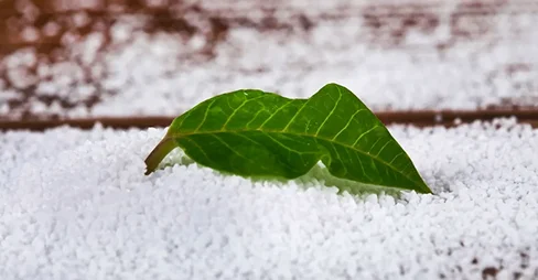 Green leaf with sorbitol crystals