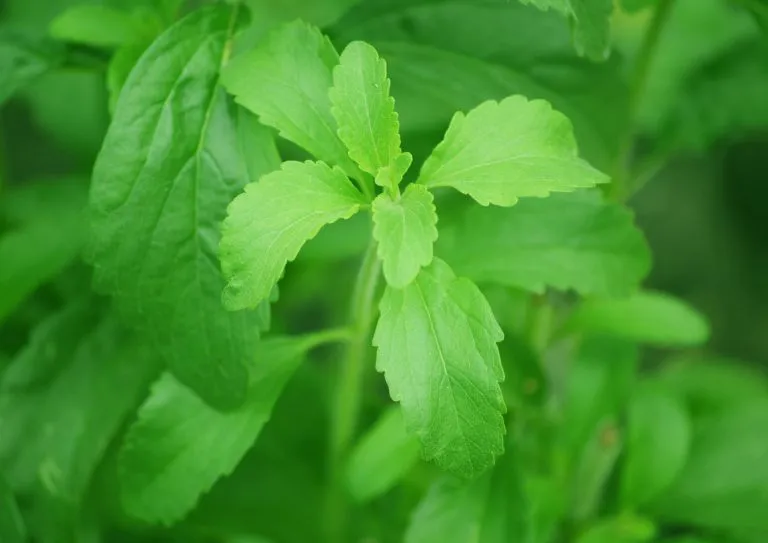 Stevia leaves