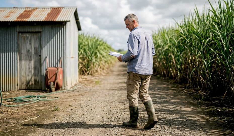 Technician walking in sugarcane field by shed
